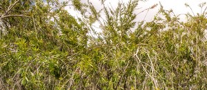 Lincoln Shores Apartments | Apartments in St. Petersburg, FL